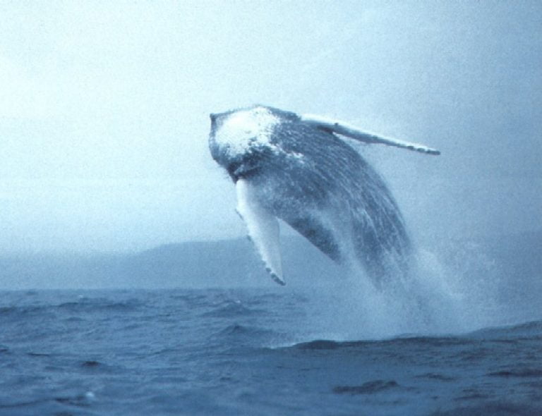 Come Si Chiamano I Denti Della Balena