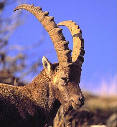 sentierostambecchi.jpg