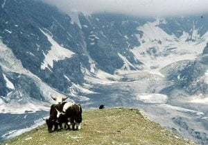 Yaks in South Tyrol