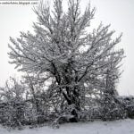 neve2feb 011 neve2feb 011