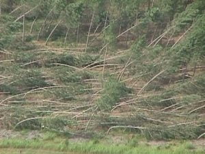 Un intero bosco abbattuto da un potente Downburst, si nota come gran parte degli alberi siano stati sradicati da violente raffiche di vento di tipo lineare