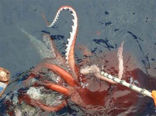 Mesonychoteuthis_hamiltoni_January_8_200