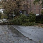 NEW YORK - OCTOBER 29: Fallen tree on service road of Saw Mill P
