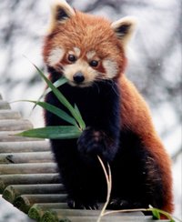 Animali Nato Un Panda Rosso Nel Parco Natura Viva Meteoweb
