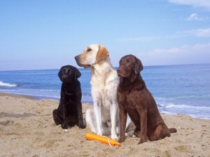 spiaggia-cani