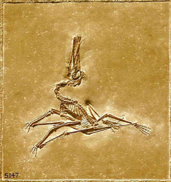 Immagine esemplificativa. Credit: wikipedia.org