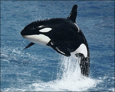 orca-eolie.jpg