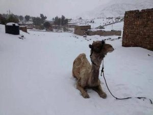 Camel-in-Snow1