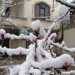 neve iran