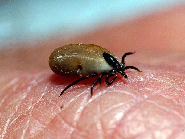 Tick Pictures, Removal, Bite Treatment and Prevention