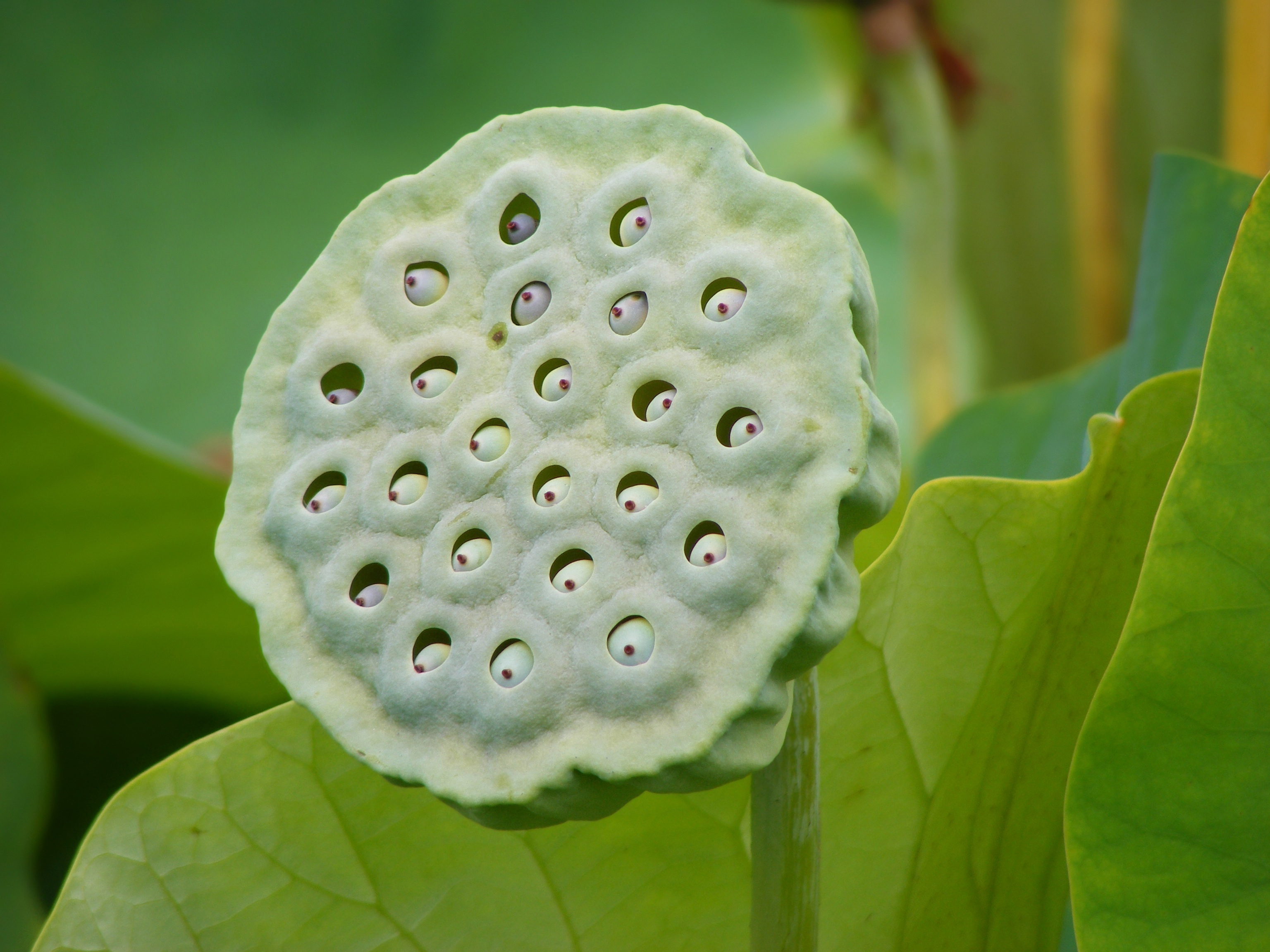 Fiore di loto bufala