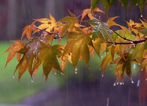 pioggia autunno01