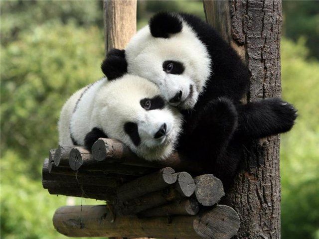 coccola-panda