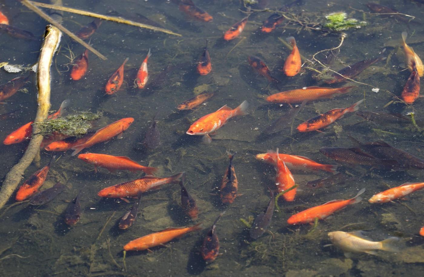 I pesci rossi gettati nei fiumi crescono e danneggiano l for Razze di pesci rossi