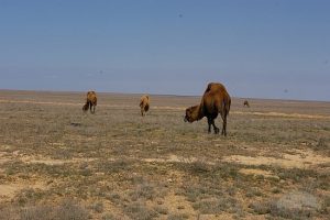 local-camels-fort-shevchenko