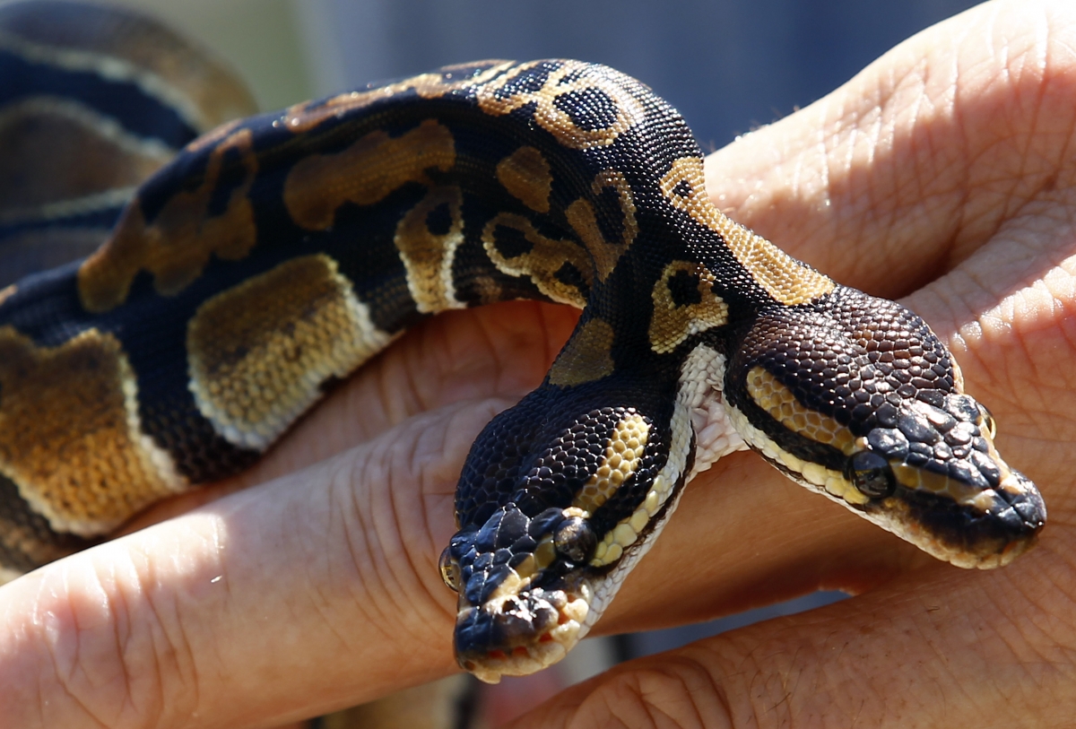 Le incredibili immagini del serpente a due teste nato in Germania