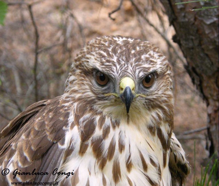 Rapace Diurno Di Colore Bruno Rossiccio