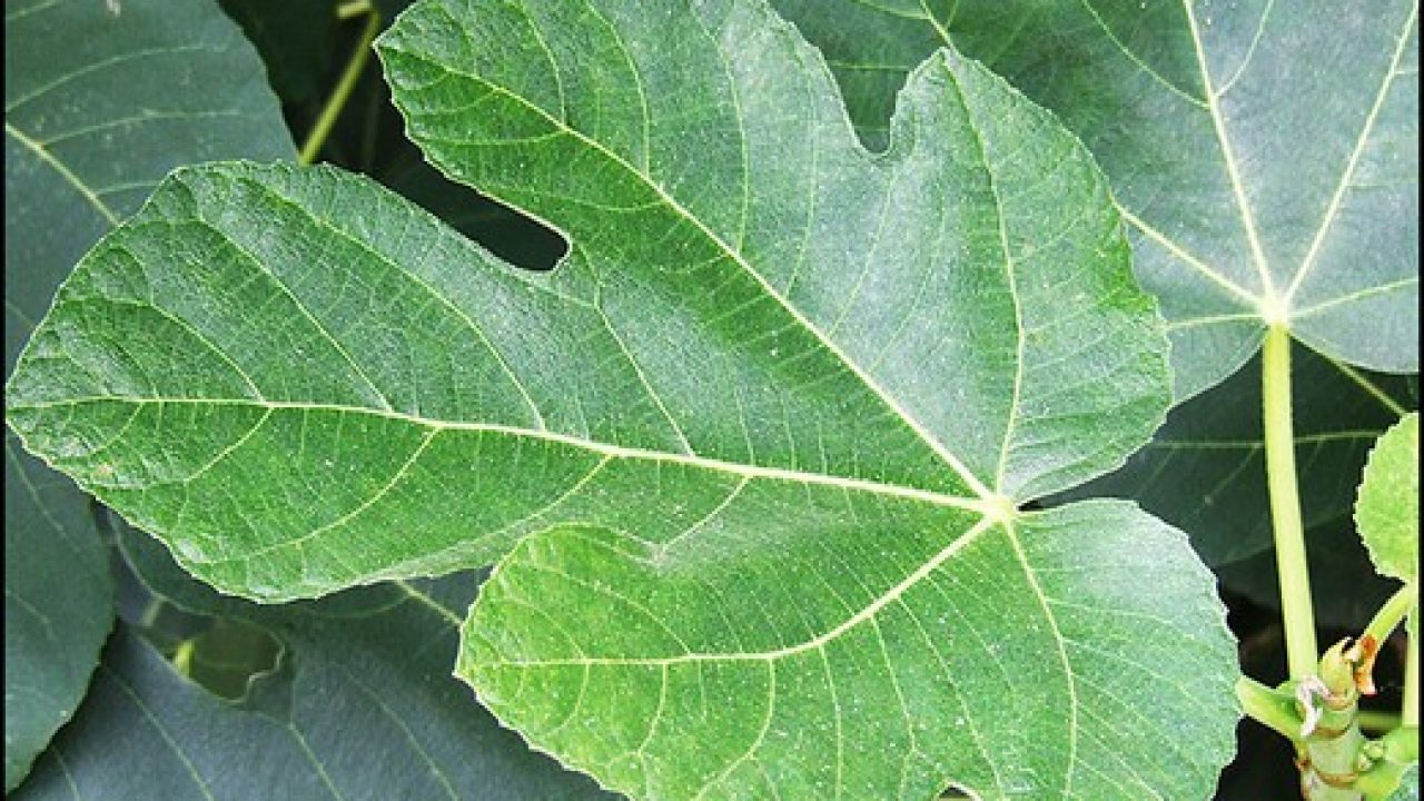 Foglie Di Fico Ecco Tutti Gli Impensabili Benefici Meteoweb