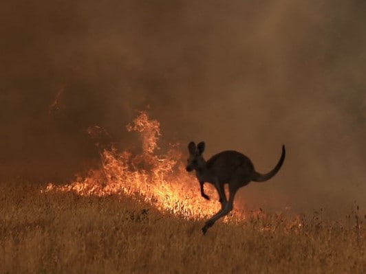 Risultati immagini per australia incendi koala canguri