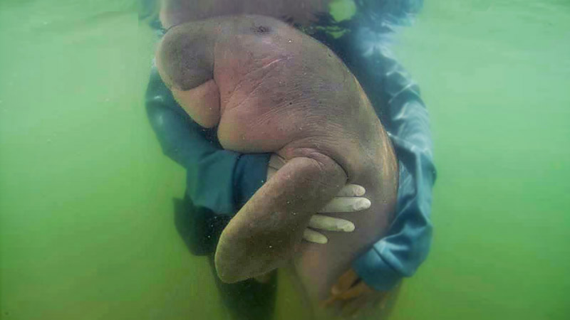 Risultati immagini per dugongo marino