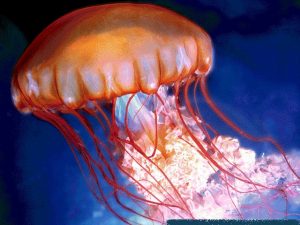 meduse