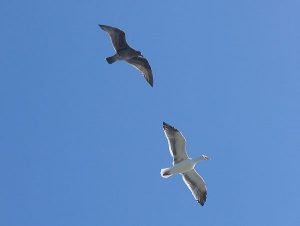 uccelli