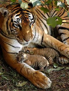 TIGRE