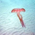meduse