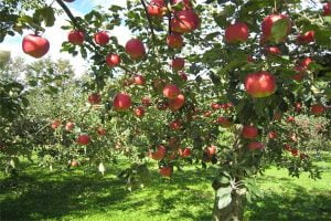 alberi mele val venosta