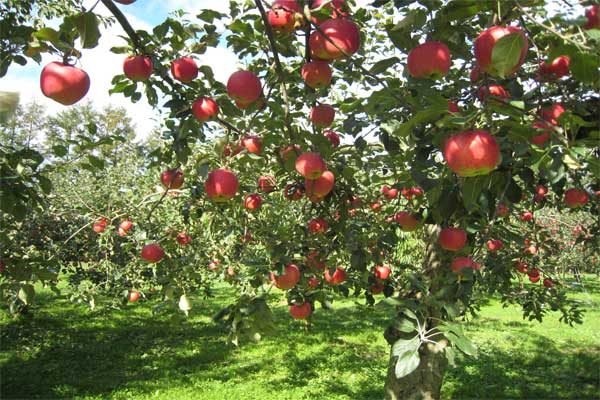 alberi mele val venosta