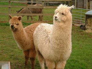 alpaca