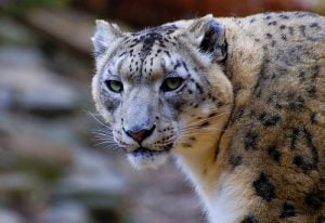 Leopardo-delle-Nevi