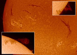 sole