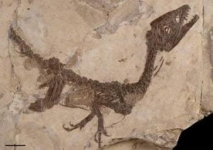 dinosauro-ciro-fossile