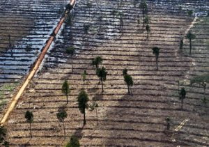 Indonesia Forest clearing
