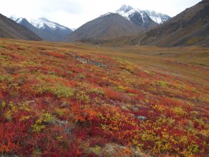 Tundra