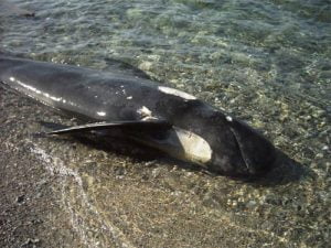 cetaceo