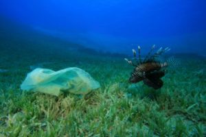 plastica-oceani-ecologiae