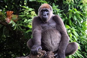 gorilla
