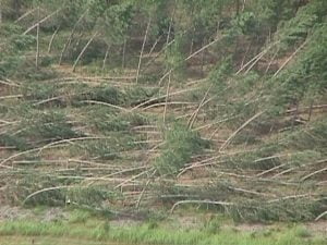 Un intero bosco abbattuto da un violento Downburst, si nota come gli alberi sono stati sradicati da potenti raffiche di vento lineari