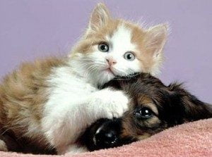 cani e gatti