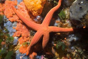 Starfish in the Mediterranean Sea