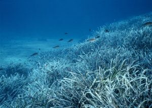 Posidonia Meadow in Italy