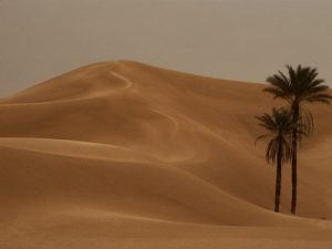 peter-carsten-two-lone-palm-trees-grace-the-pristine-landscape-of-the-sahara-desert