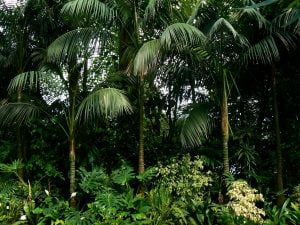 Foresta