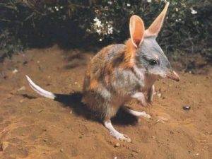 Bilby