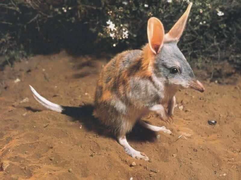Bilby
