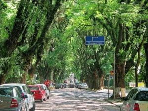 alberi città