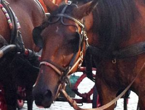 cavallo-delle-botticelle