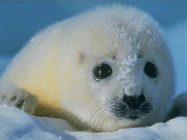 seals killed by the H5N1 virus in Canada